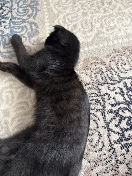 скотиш фолд кошка