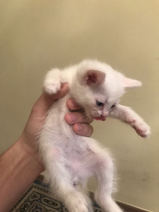 Отдам котят в добрые руки!!!