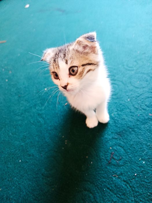 Mushuk: Scotish fold