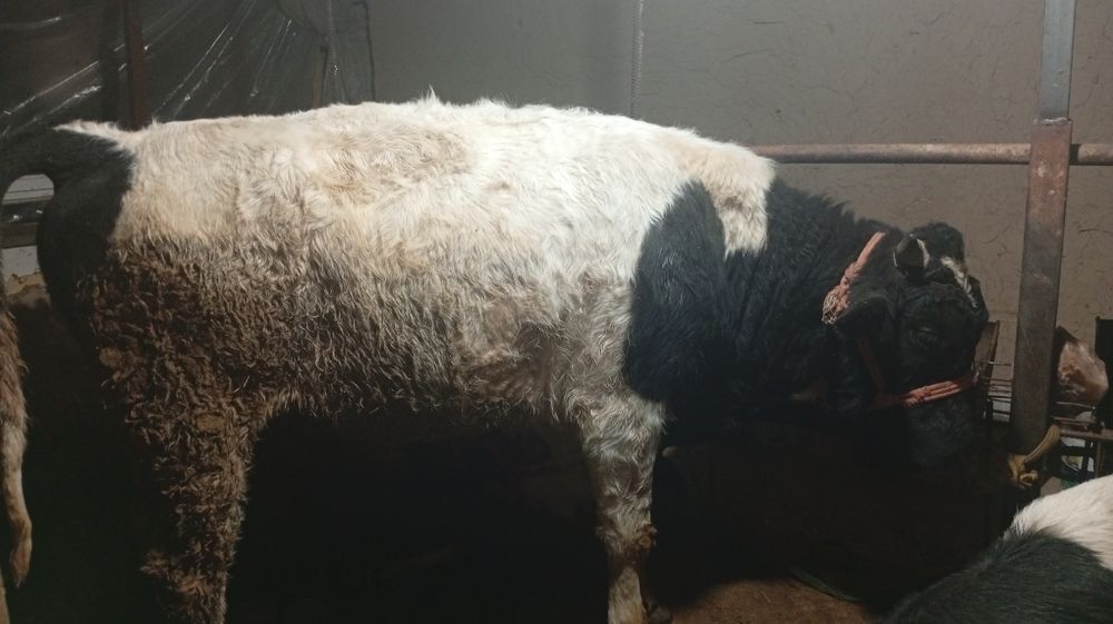 Buqacha sotiladi 1.30 Dan baland boʻyli