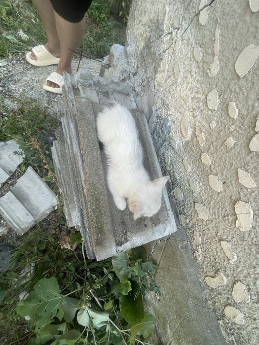 Pisicuta mica.