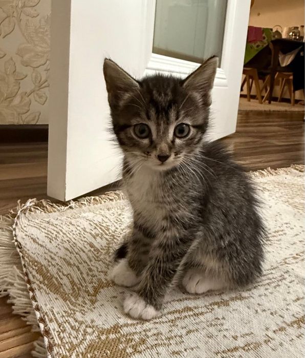 Отдам даром котят даром