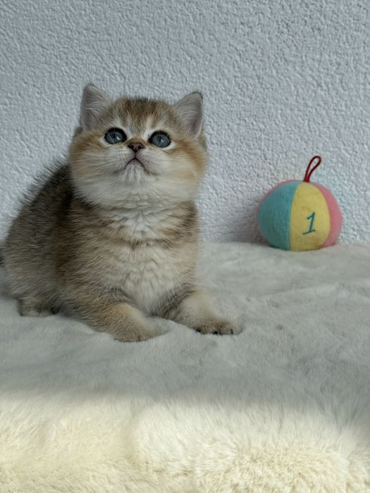 British golden ticked tabby