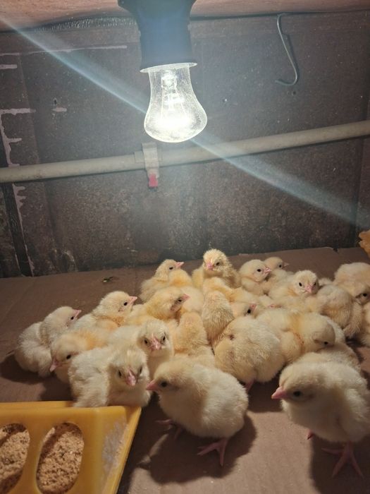 Цыплята бройлера