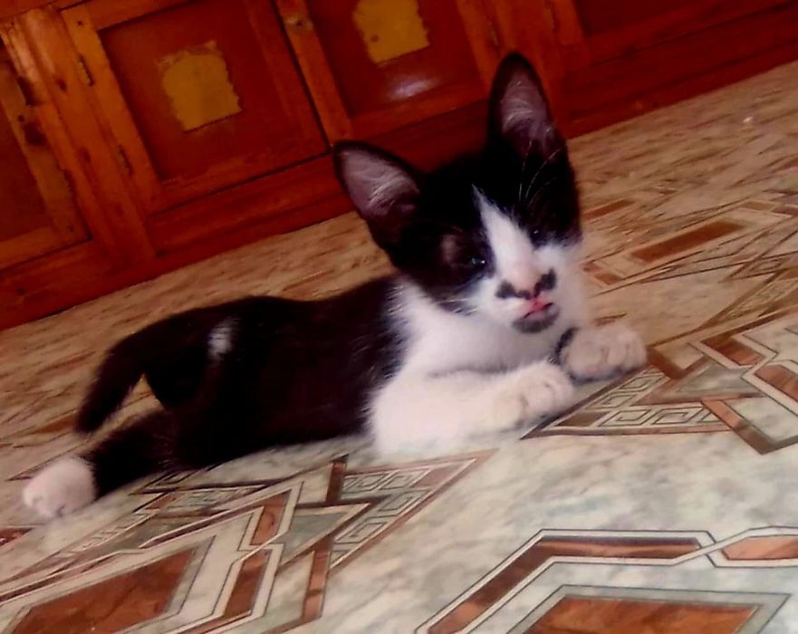 Котята даром в добрые руки