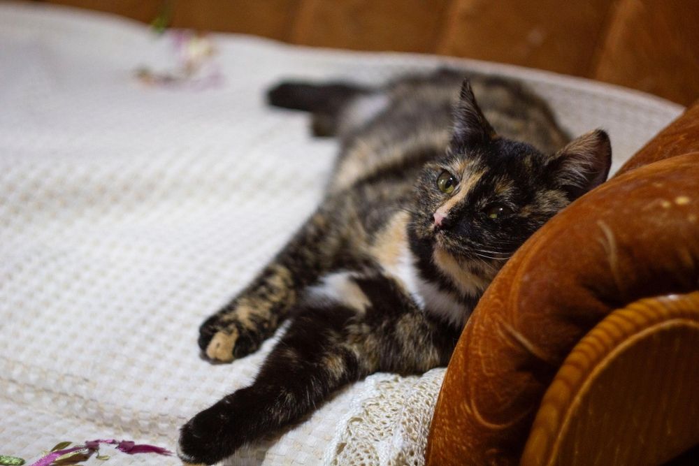 Ириска - котенок девочка 4,5 месяца