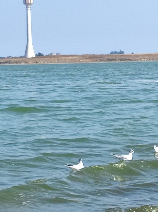 Teren intravilan Lac Techirghiol