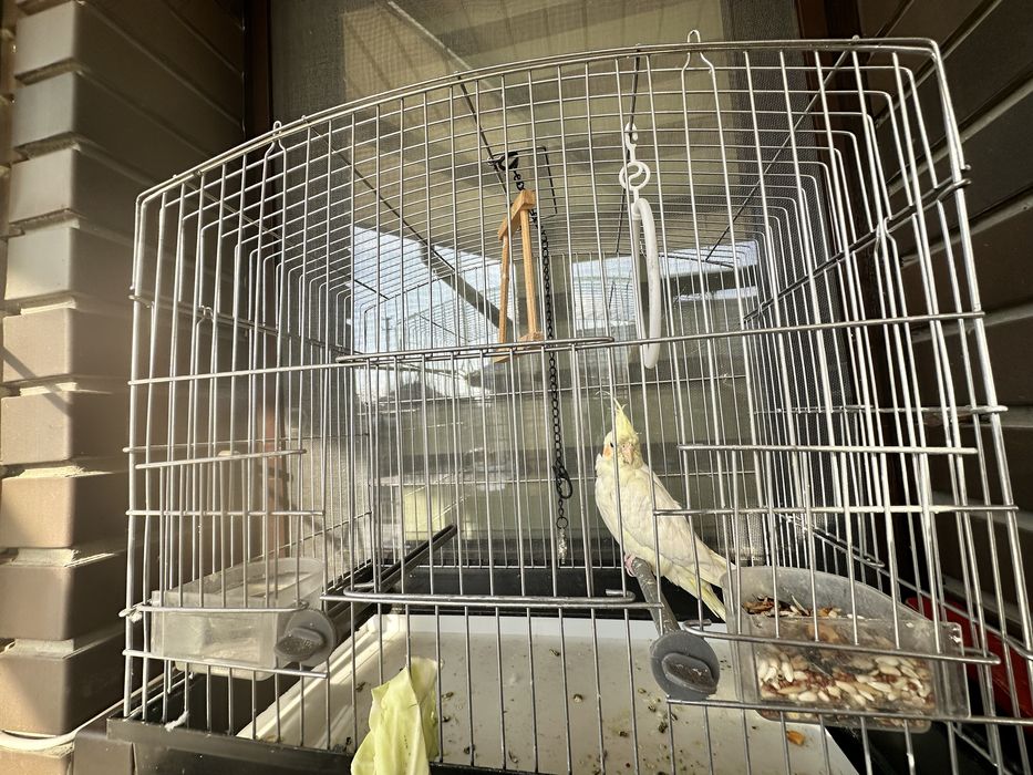 Продам попугая мальчика