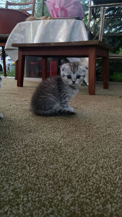 Продам котят(кошечки-девочки)