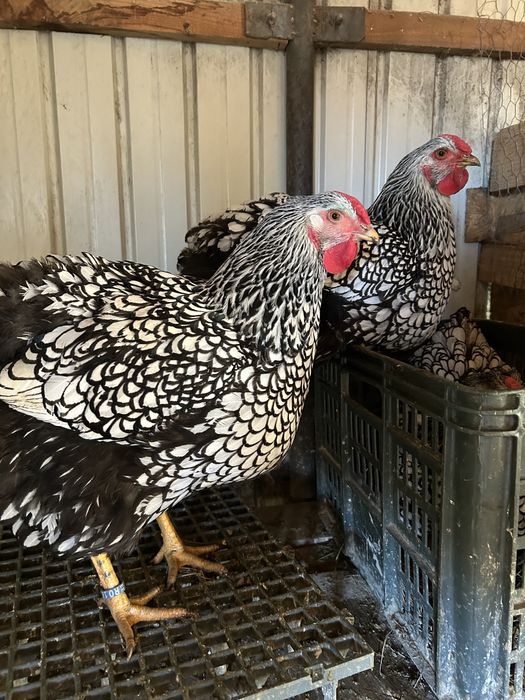 TOP Oua incubat Wyandotte Argintiu Trimit prin curier in toata tara