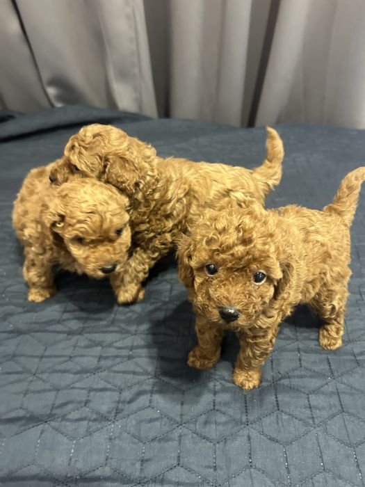 Пудел Той  Poodle Toy