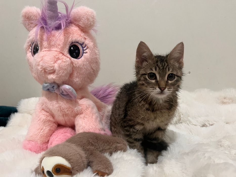 Добрейший котенок в добрые руки