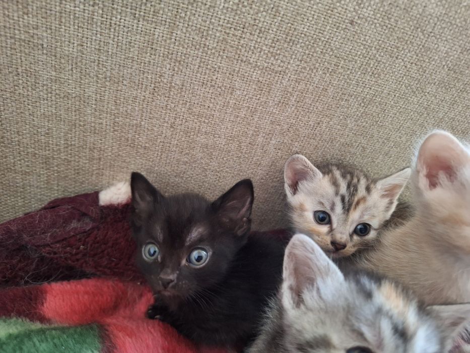 Отдам красивых котят