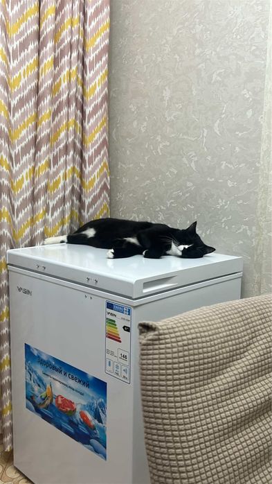 отдам кота в доьрые руки