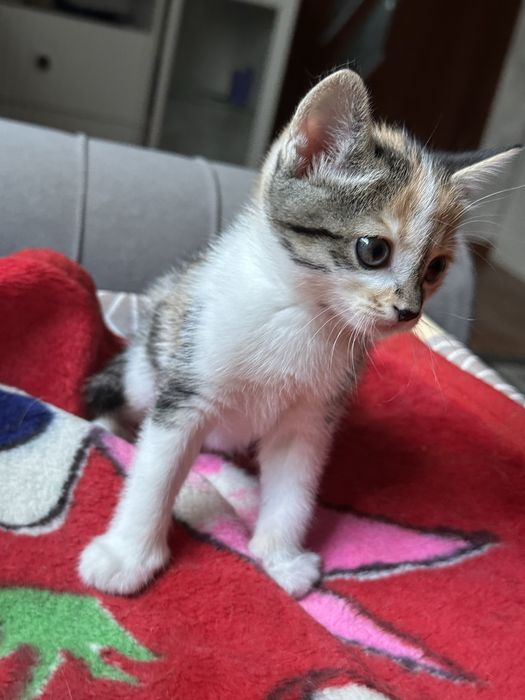 Котенок (д) в добрые руки
