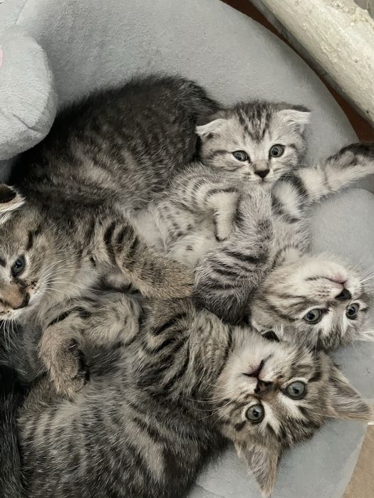 Веслаухие шатландцы