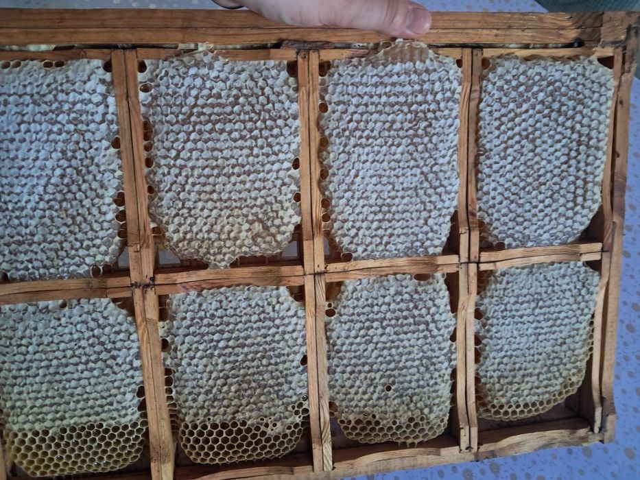 Сотовый мёд 3000 тг