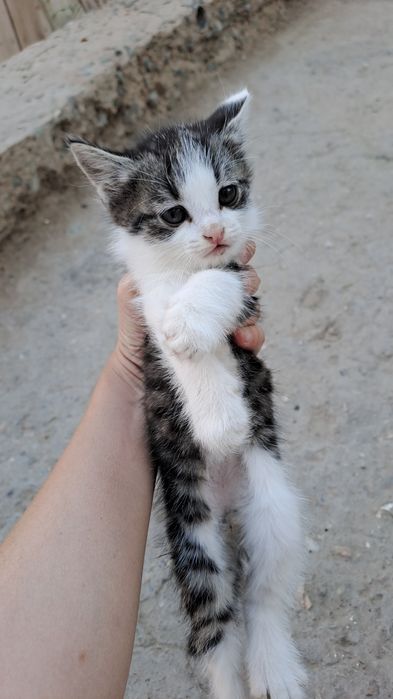 1 пышык, бала, без породы