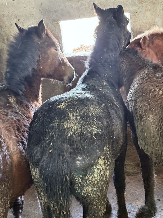 Жылқы 1.5-2жасар