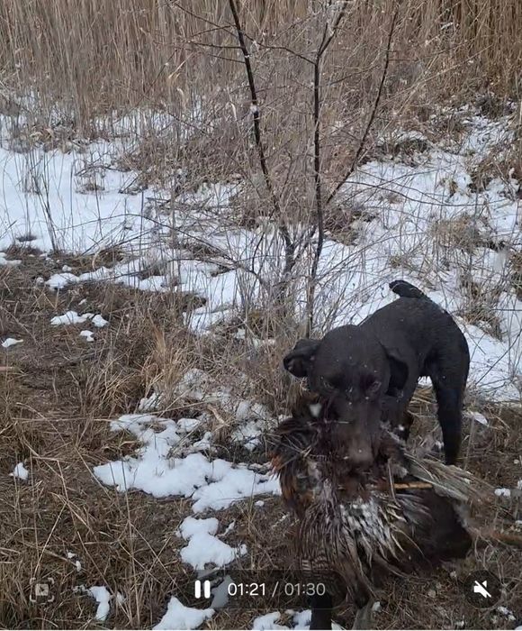 Продам Курцхаара суку