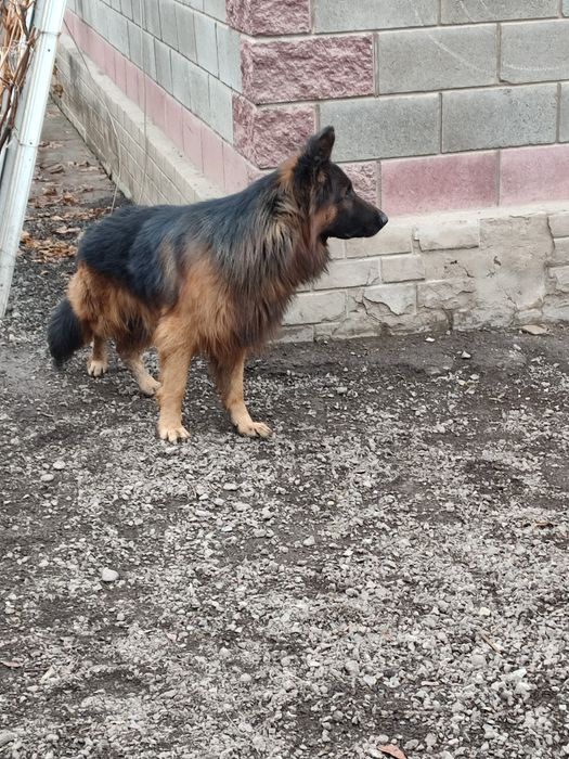 Вязка немецкой овчарки