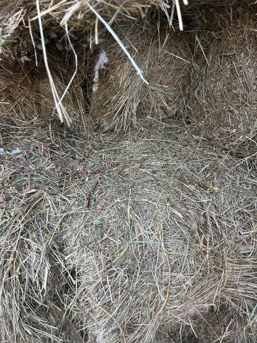 Продается сено в тюках