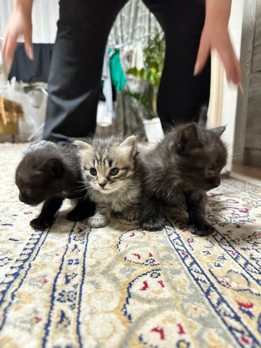 Отдам котенков в хорошие руки бесплатно!