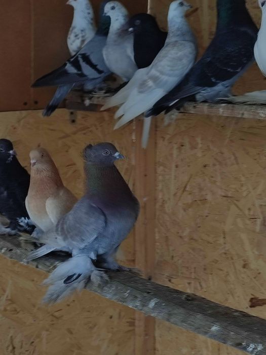 Голубь племенной