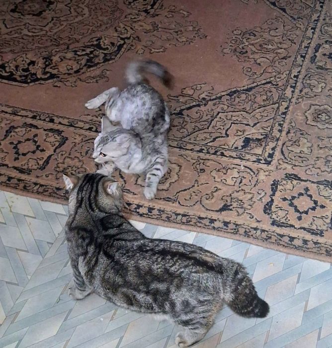 Жених для вашей кошечки