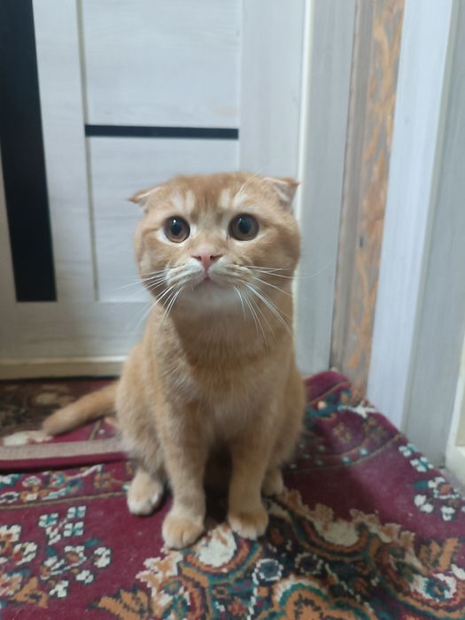 Продаётся Скотиш Фолд