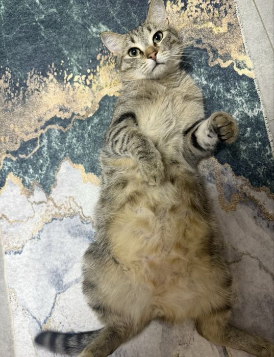 Отдам самого сладкого кота на свете