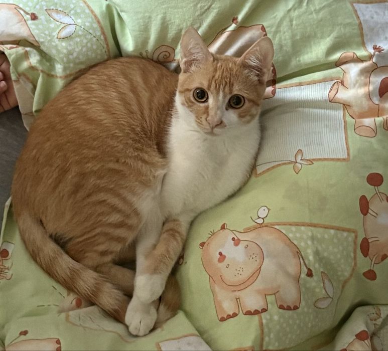 Мъжко коте на 7 месеца