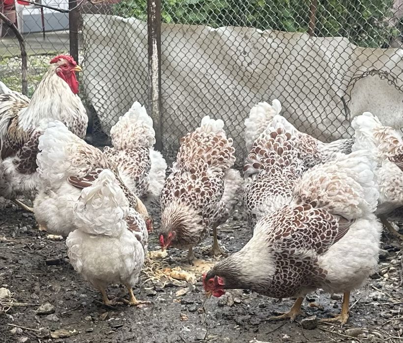 Vand oua wyandote splash