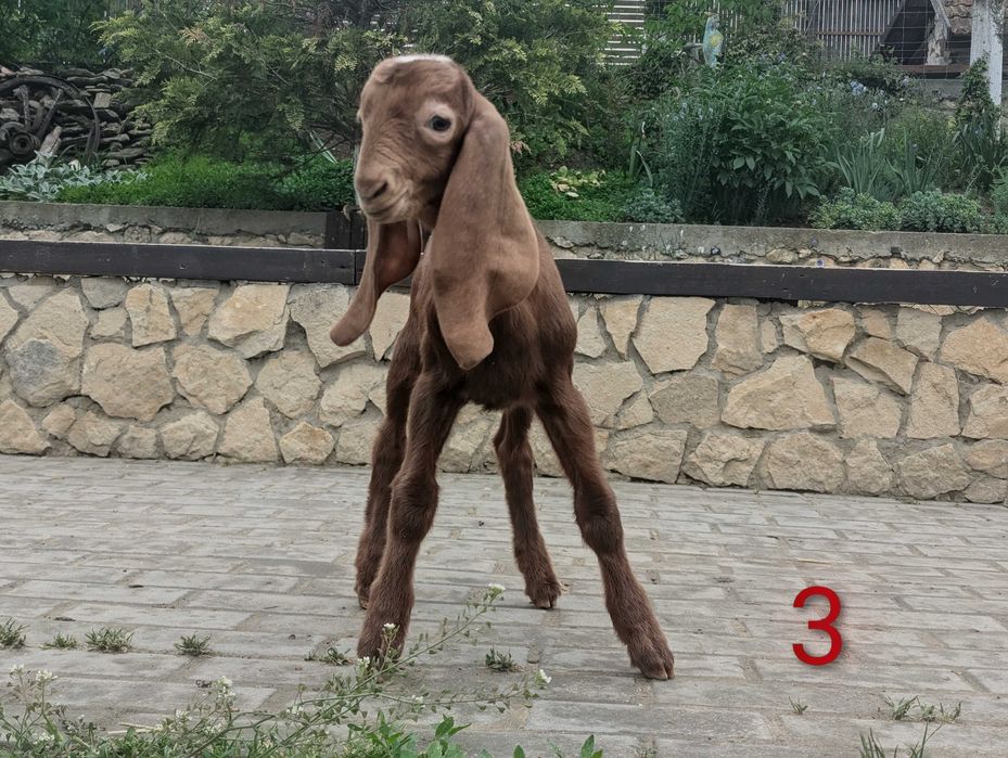 Iezi KamorixNubian certificat
