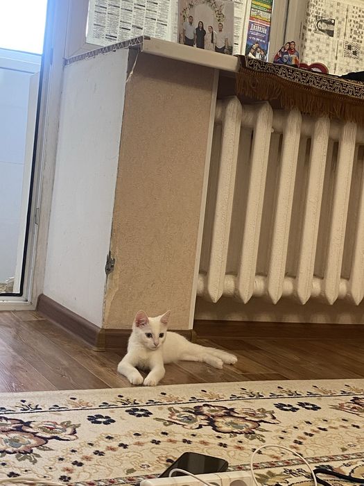 Котенок отдам даром