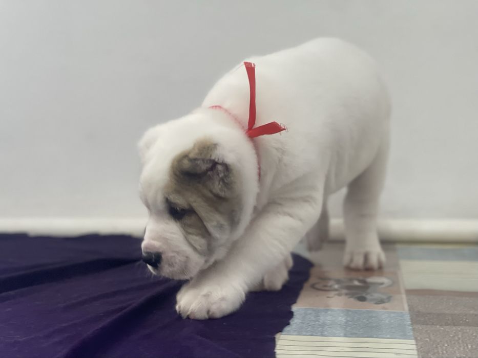 Продам супер кобелька алабай