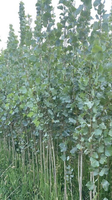 Тополь, Вязь Елка и слива