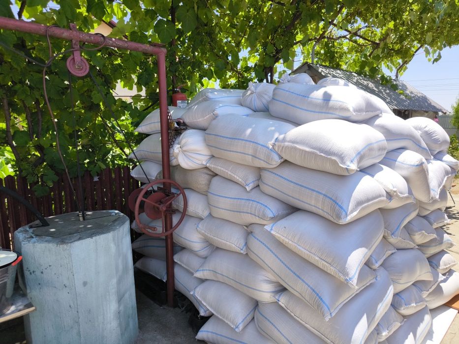 Floarea Soarelui 2025