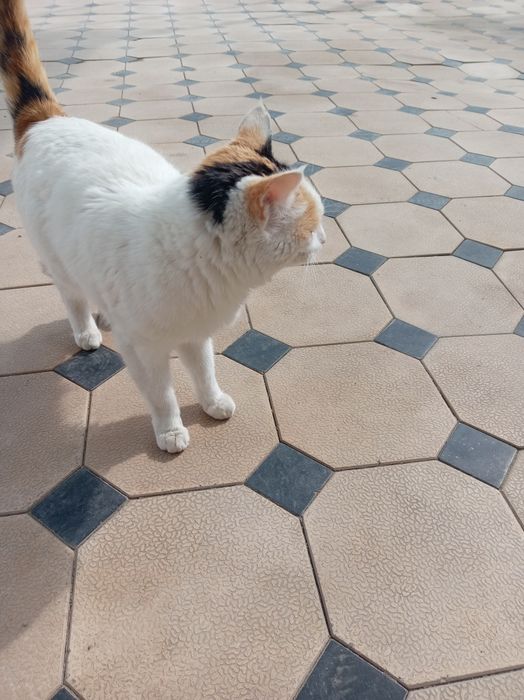 Uy mushugi qornida bolasi bor