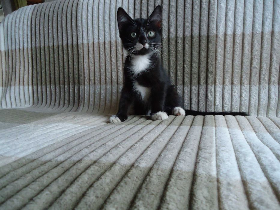 Отдам котят в добрые руки!