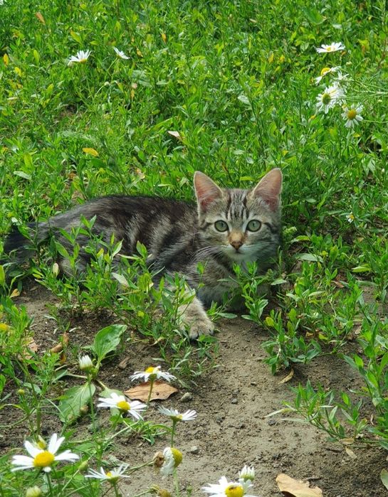 Котята в добрые руки.