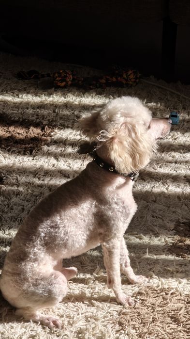 Той-пудель кобель для вязки.