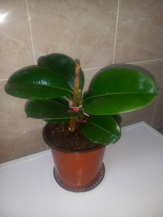 Комнатние растения