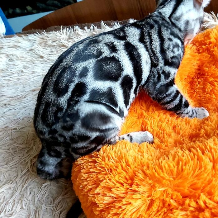 Бенгалы - Детки и Подростки - Серебро