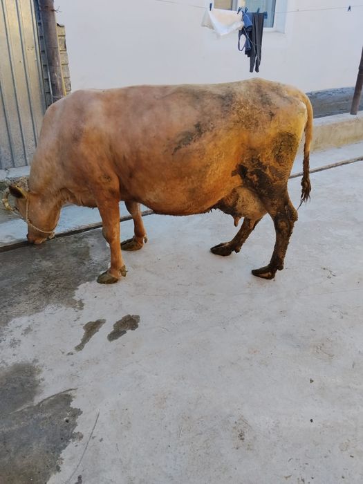 Продам карову стельная