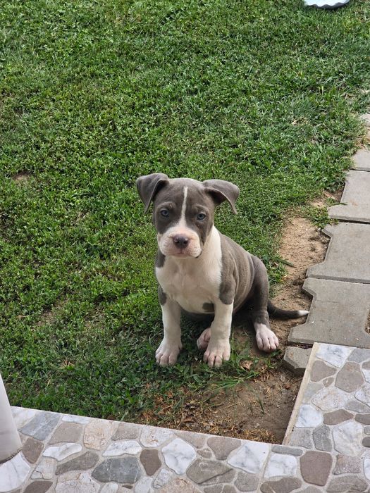 Pui American  XL de top, cu pedigree și origine premium