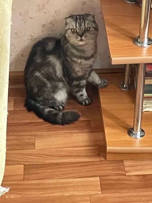 Шотландская вислоухая кошка