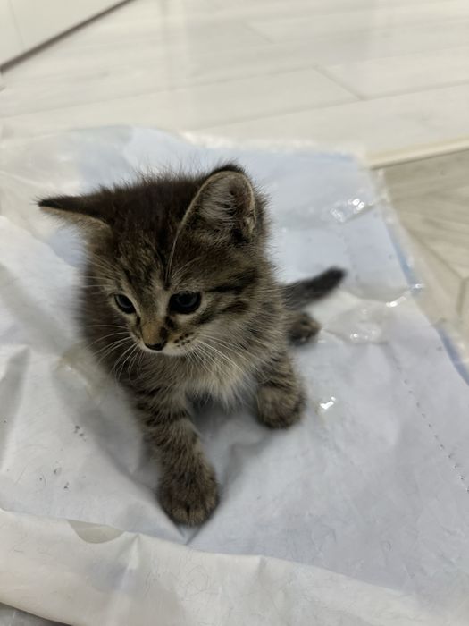Котенок 1,5 месяца