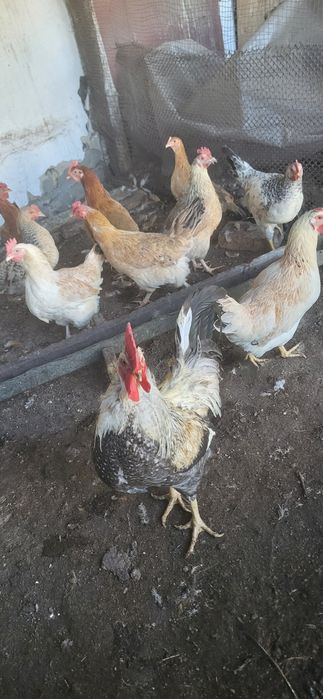 Продам домашних курей