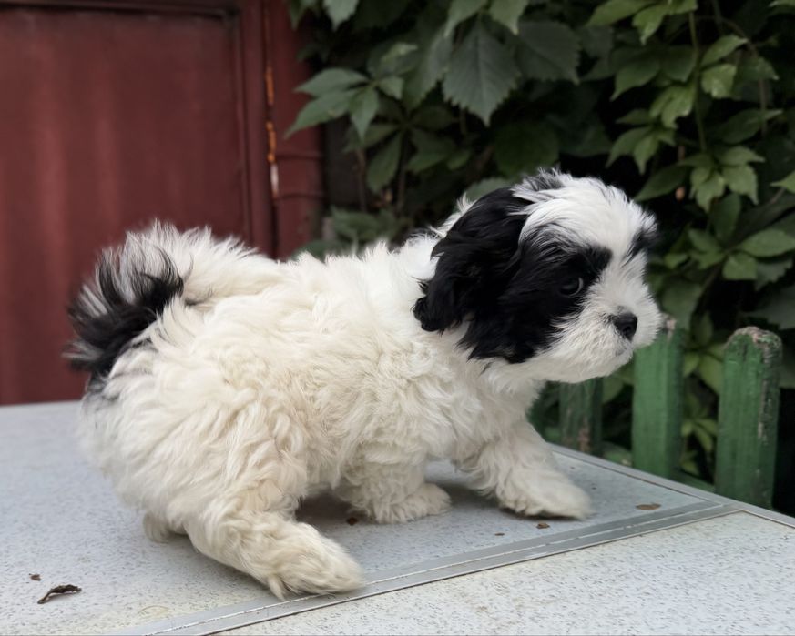 Shih Tzu femela!